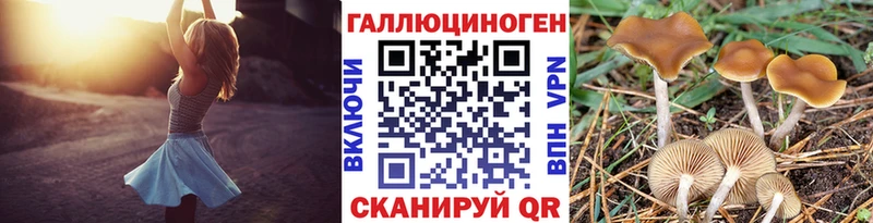 omg маркетплейс  купить   Чегем  Галлюциногенные грибы мицелий 